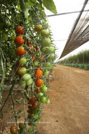 Image du Maroc Professionnelle de  Avec l'introduction des cultures sous abris serres, la région de Dakhla est devenue en très peu de temps célèbre pour ces productions de fruits et légumes destinés à l’export.  Sous d’immenses serres, la production des tomates en grappes bénéficie d’un climat phénoménalement ensoleillé, tempéré et régulier, Mardi 21 Novembre 2006. (Photo / Abdeljalil Bounhar)